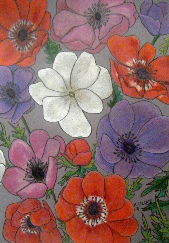Mixed Anemones Coloured Pencil on paper 300mm x 400mm AUD$300