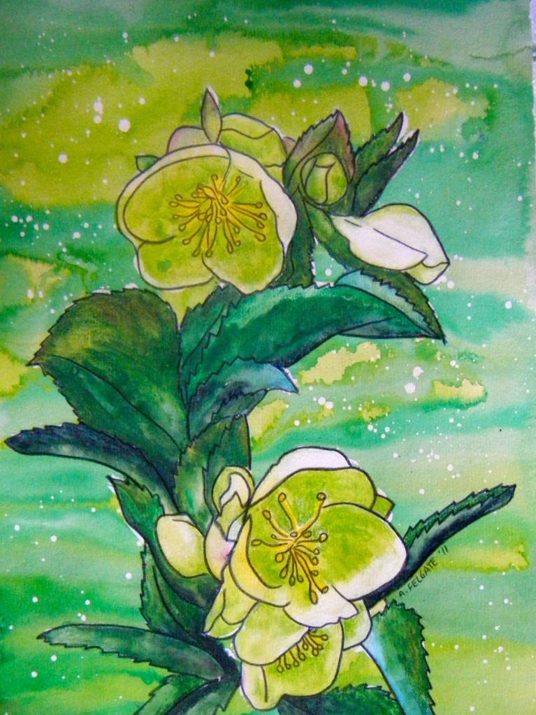 Green Hellebores Watercolour pencil and ink on paper 200mm x 300mm AUD$200