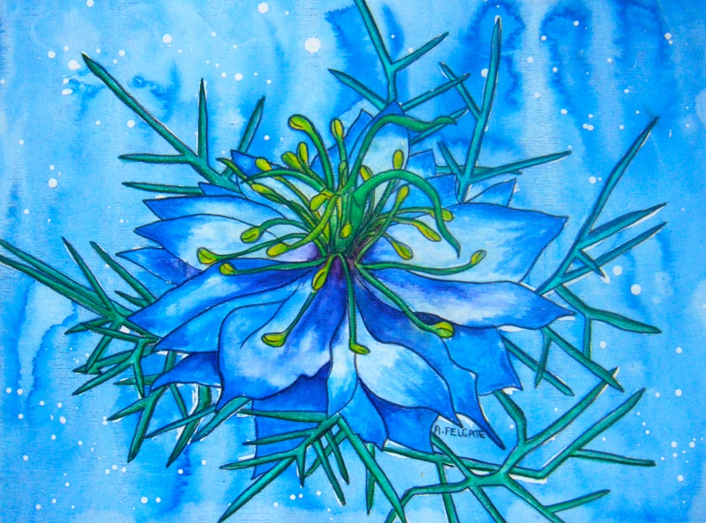 Blue Nigella Watercolour pencil and ink on paper 200mm x 300mm AUD$200
