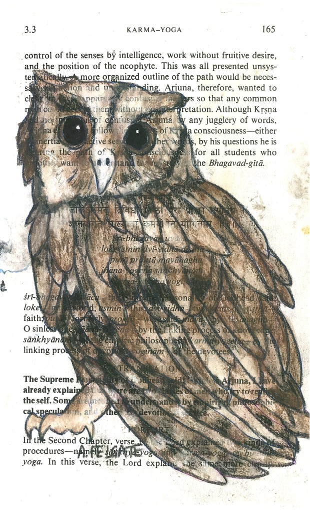 Owl 13